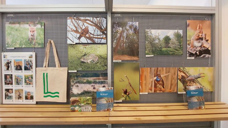 La visione del pesce